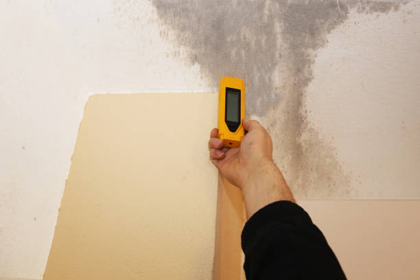 Best Real Estate Mold Inspection  in Bay Hill, FL