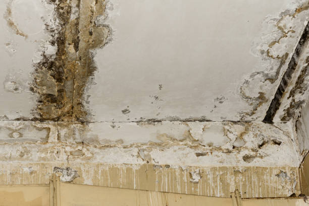 Best Mold Removal for HVAC Installations  in Bay Hill, FL
