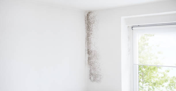 Best Mold Damage Restoration  in Bay Hill, FL