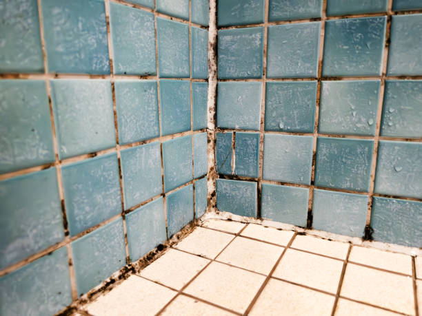 Best Black Mold Removal  in Bay Hill, FL