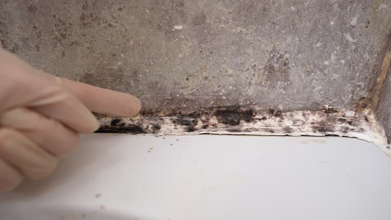 Best Water Damage & Mold Remediation  in Bay Hill, FL