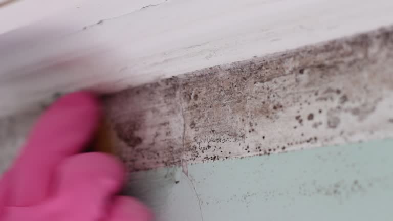 Best Environmental Consulting for Mold Prevention  in Bay Hill, FL